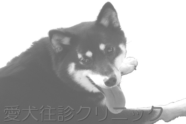 f0165869_1512466.jpg