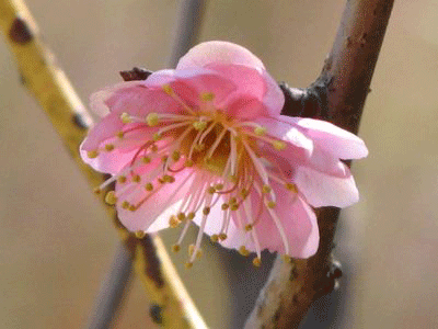 d0050472_13141358.gif