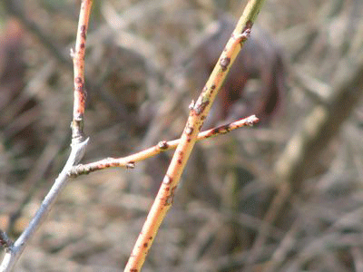 d0050472_1314435.gif