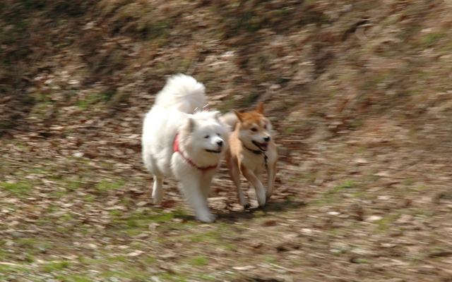 e0018604_21214720.jpg