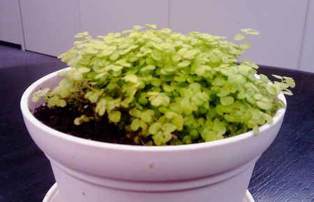 d0093508_0511875.jpg