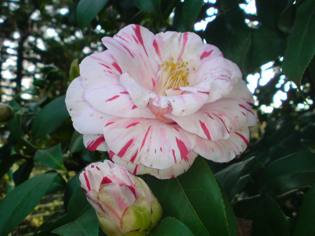 e0016828_16291079.jpg