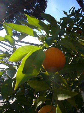 f0031138_131432.jpg