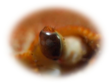 c0145250_1740032.jpg