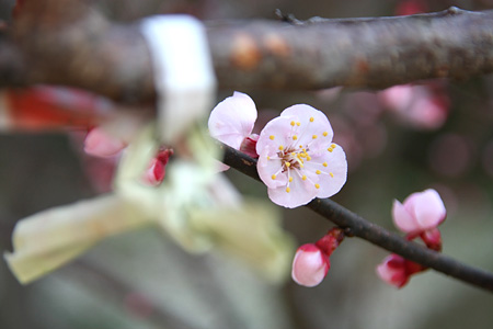 c0104371_1533392.jpg