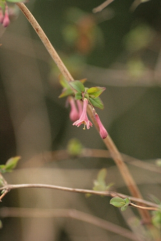 d0133693_17295328.jpg