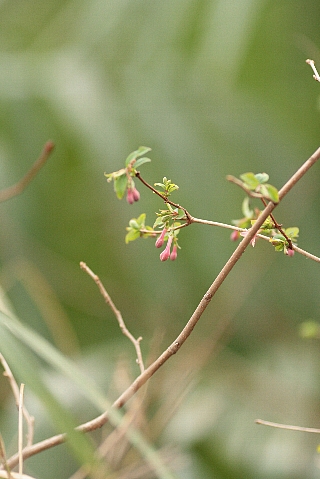 d0133693_172986.jpg