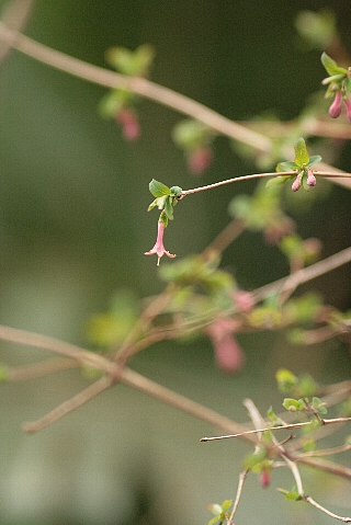 d0133693_17302191.jpg