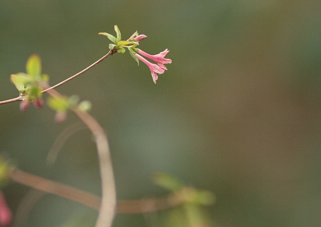 d0133693_17303949.jpg