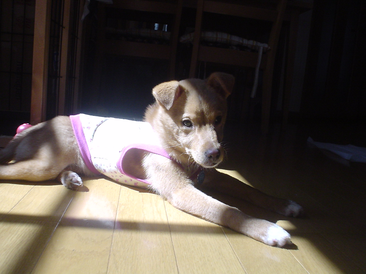 c0150520_1057629.jpg