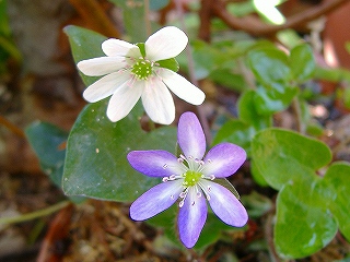 c0056437_14574510.jpg