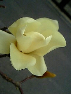 c0056437_1458476.jpg