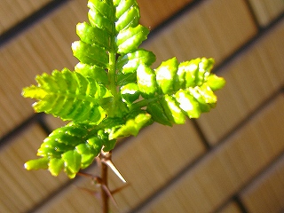 c0056437_15194924.jpg