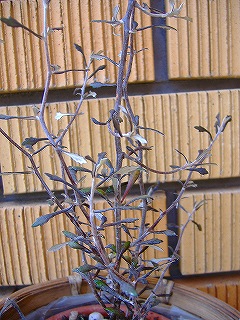c0056437_15254637.jpg