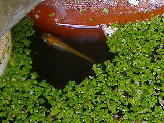 c0056437_15435983.jpg