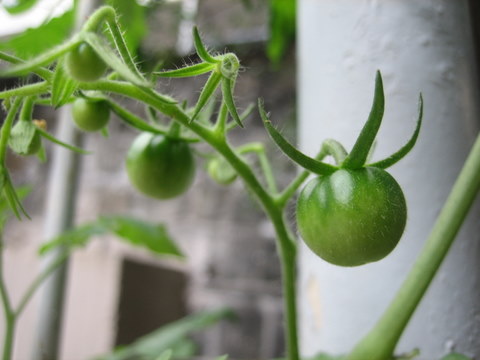 e0018143_2464756.jpg