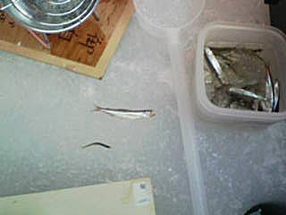 d0118146_825911.jpg