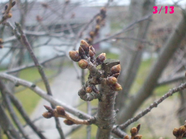 f0005081_9414239.jpg