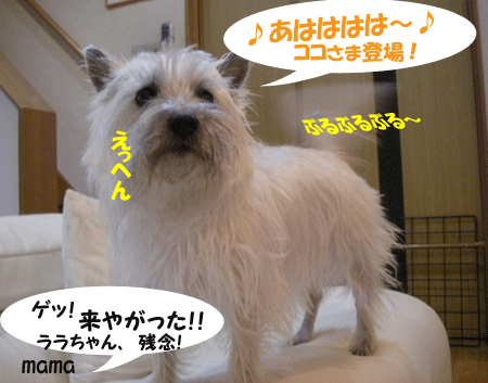 e0066883_21484656.gif