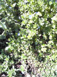 e0131904_10585540.jpg