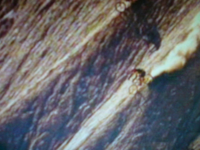 e0015108_8594931.jpg