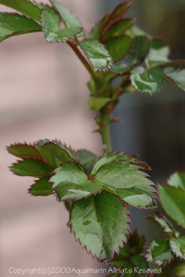 c0045227_5574475.jpg