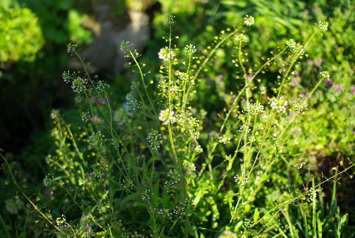 c0150986_18171594.jpg