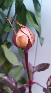 e0175288_1174577.jpg