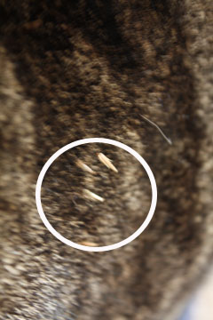 e0156015_041779.jpg