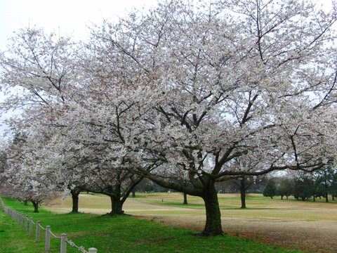 c0151122_1039658.jpg