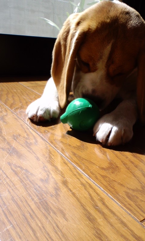 e0137731_0262022.jpg