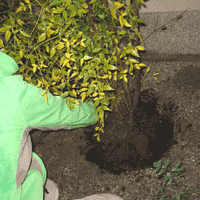 d0033734_1149271.gif