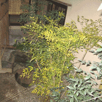 d0033734_11565893.gif
