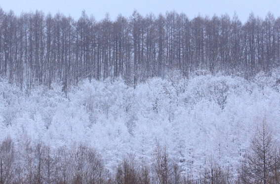 d0069235_22165344.gif
