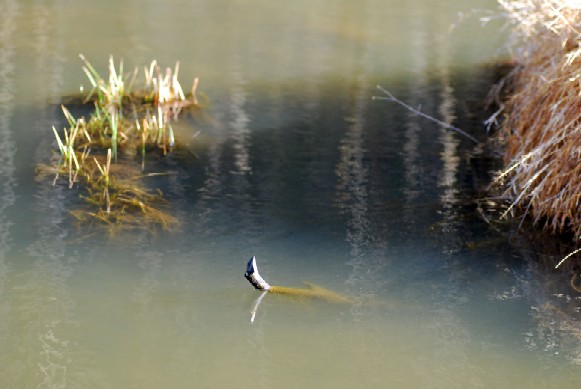 e0009147_839560.jpg