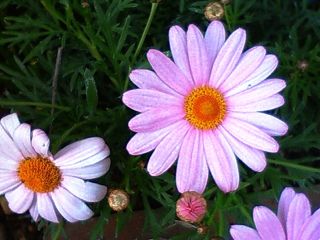 f0179947_137044.jpg