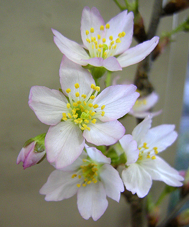 a0001354_20503552.jpg