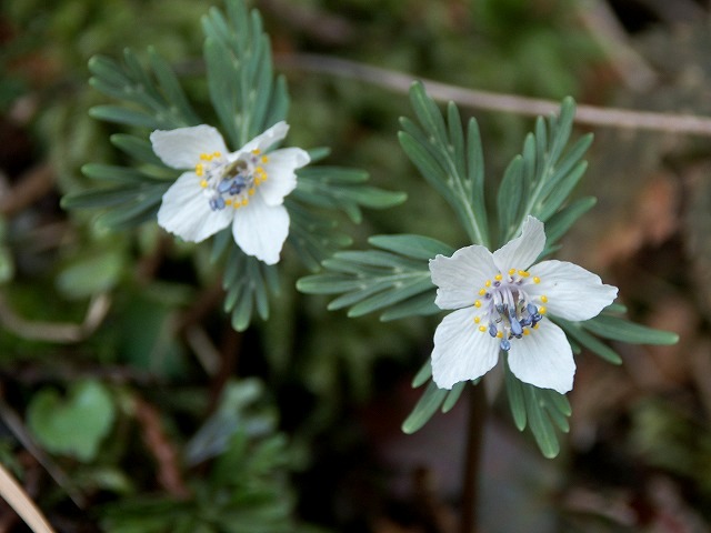b0044663_10441628.jpg