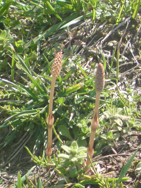 e0153367_17395311.jpg