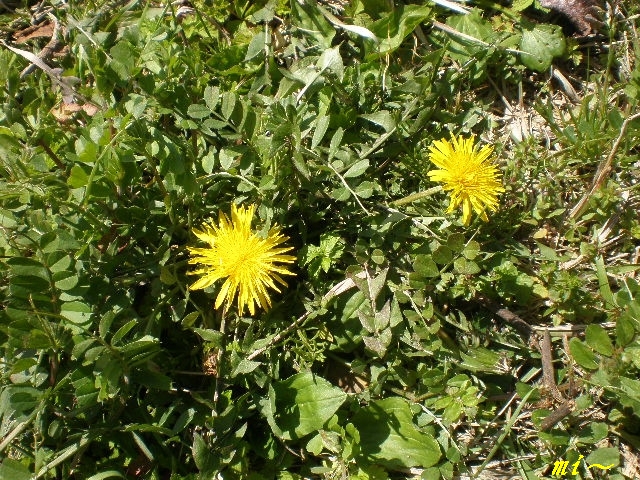e0077875_1535626.jpg