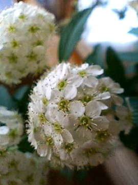f0054677_8454444.jpg