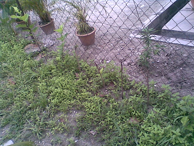 c0196278_1125779.jpg
