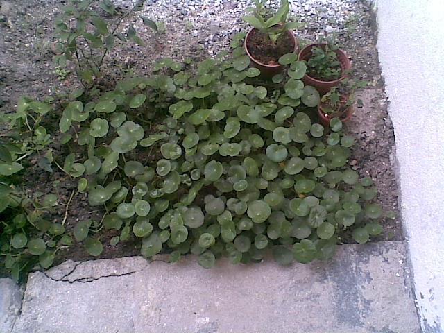 c0196278_1137465.jpg