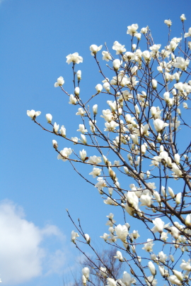 c0092787_8163694.jpg