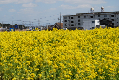 c0092787_817961.jpg