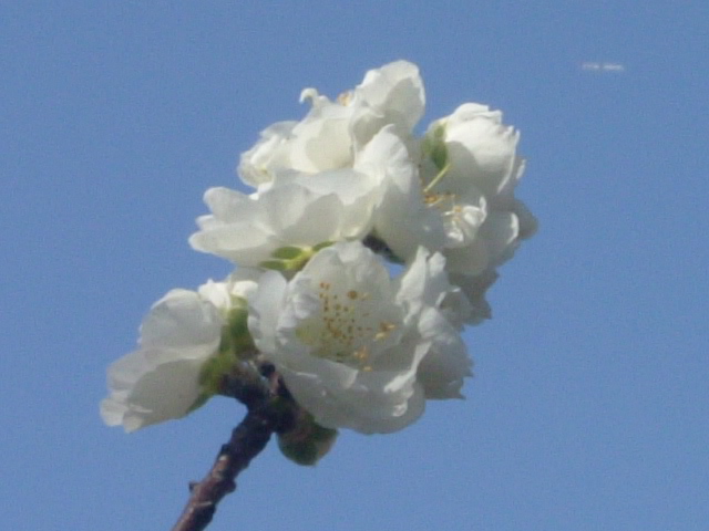 b0044296_20243218.jpg
