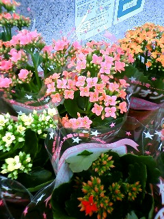 f0141700_20502325.jpg