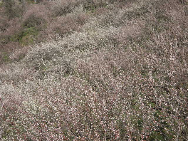b0025633_20314031.jpg