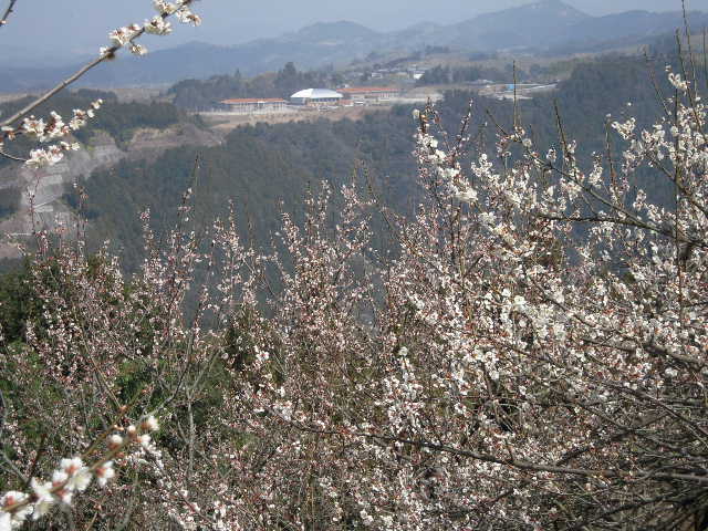 b0025633_20332387.jpg