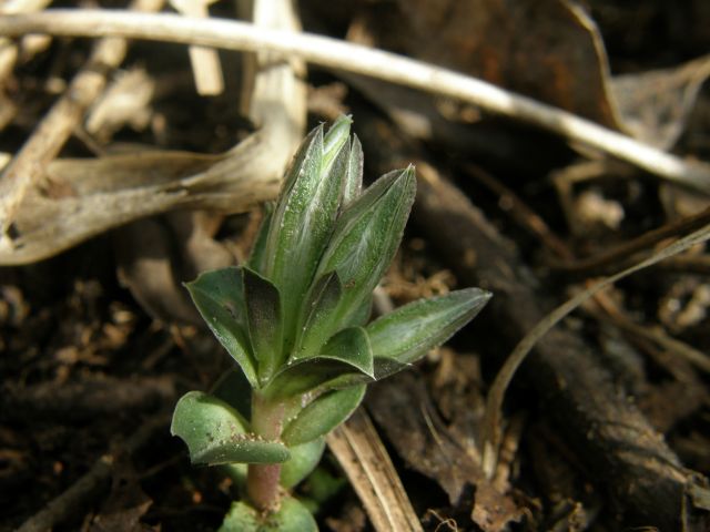 e0145033_21282059.jpg
